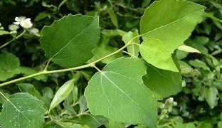 White poplar for chronic prostatitis