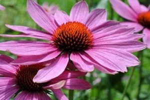 Echinacea Juice for Prostatitis