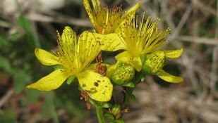 Folk remedy for chronic prostatitis