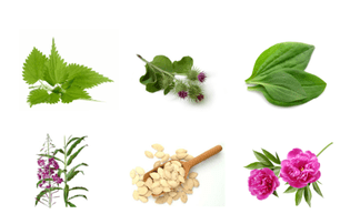 Plants for prostatitis