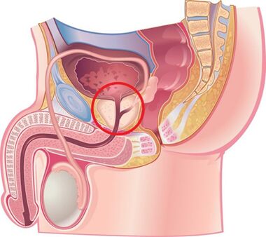 The position of the male prostate