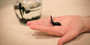 treatment of leech